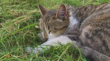 Uyuyan kedi yaklaş. Yeşil çimlerin üzerinde sevimli bir kedi. Gri kahverengi kedi.