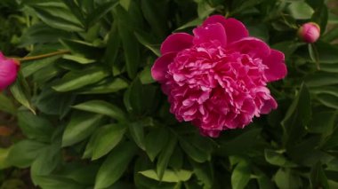 Pembe şakayık çiçeği. Güzel bahar çiçekleri. Mevsimlik çiçeklenme. Yeşil şakayık yaprakları.