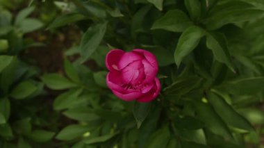 Pembe şakayık çiçeği tomurcuğu. Güzel bahar çiçekleri. Mevsimlik çiçeklenme.