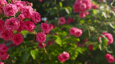 Pembe bir gül. Pembe Laguna güllerinden bir çalılık. Süper Excelsa güllerinin yetiştirilişi.