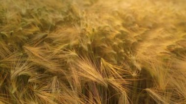 Hasat zamanı. Tarım endüstrisi ve altın arpa kulakları. 
