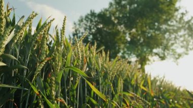 Güzel buğday tarlası. Buğday ekimi. Buğday kulakları.