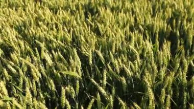Güzel buğday tarlası. Buğday ekimi. Buğday kulakları.