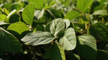 Güzel bir soya fasulyesi tarlası. Büyüyen soya fasulyesi. Soya fasulyesi yaprakları ve tarım. Soya fasulyesi yaprakları..