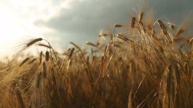 Arpa tarlası. Arpa kulağı. Arpa ve tarım endüstrisinin yetiştirilmesi.