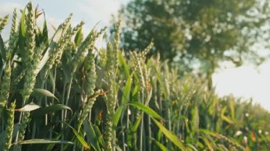 Güzel buğday tarlası. Buğday ekimi. Buğday kulakları.