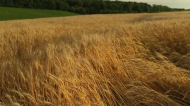 Güzel çavdar tarlası. Çavdarın altın kulakları. Çavdar ekimi. Doğal manzara ve tarım..