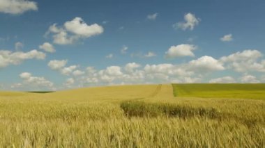Güzel çavdar tarlası. Çavdarın altın kulakları. Çavdar ekimi. Doğal manzara ve tarım..