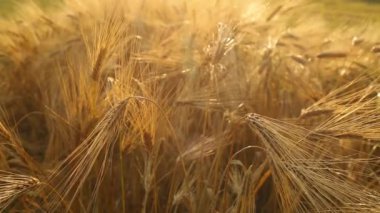Arpa tarlası. Arpa kulağı. Arpa ve tarım endüstrisinin yetiştirilmesi.