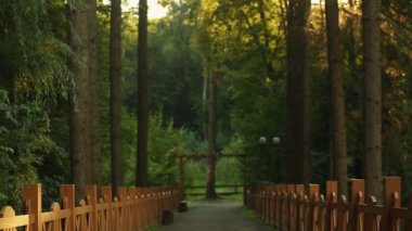 Güzel bir orman sokağı. Gün batımında ormanda bir yürüyüş. Ormanda dinlen. Güneş ışınları.