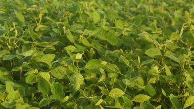 Güzel bir soya fasulyesi tarlası. Arazi, soya fasulyesi üretimine ayrılmış. Büyüyen soya fasulyesi. Soya fasulyesi yaprakları..