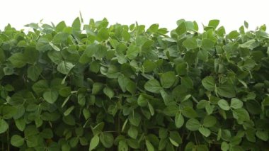 Soya fasulyesi yaprağı. Güzel bir soya fasulyesi tarlası. Büyüyen soya fasulyesi. Soya fasulyesi yaprakları ve tarım.