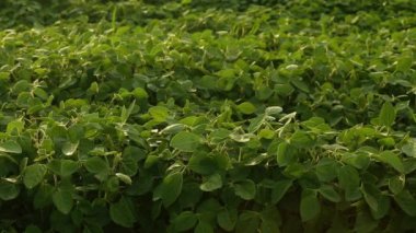 Soya fasulyesi yaprağı. Güzel bir soya fasulyesi tarlası. Büyüyen soya fasulyesi. Soya fasulyesi yaprakları ve tarım.