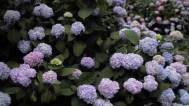 Mor, pembe ve mavi ortanca çiçekleri. Büyüyen güzel ortancalar.