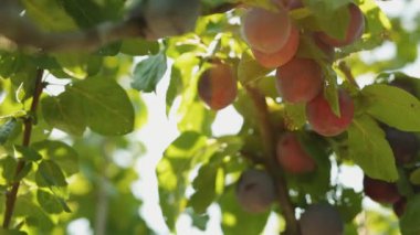 Mor ve sulu yaz erikleri. Erik ve erik yetiştirme. Bahçe işleri. Ağaç eriklerine asılıydı. Seçilmemiş erikler.