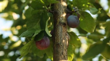 Mor ve sulu yaz erikleri. Erik ve erik yetiştirme. Bahçe işleri. Ağaç eriklerine asılıydı. Seçilmemiş erikler.
