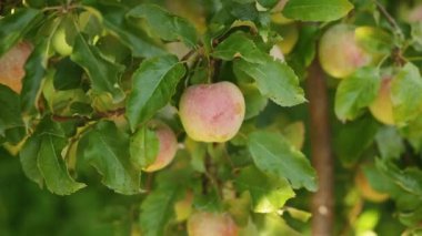 Parlak ve sulu yaz elmaları. Elma ve elma yetiştiriciliği. Ağaç elmalarında asılı duruyor. Toplanmamış elmalar.