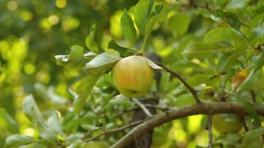 Parlak ve sulu yaz elması. Elma ve elma yetiştiriciliği. Ağaç elmasına asılıydı. Toplanmamış elma.
