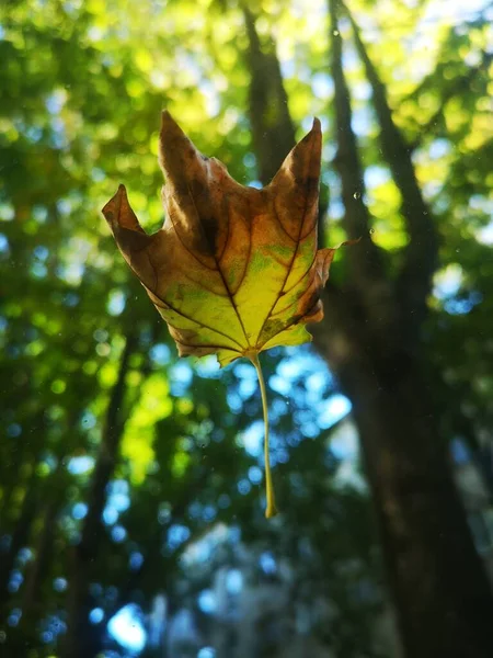 Sárga Levelek Erdőben Lombozat Háttér — Stock Fotó