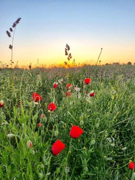 Kırmızı yaban gülü gün doğumunda tarlada. Yüksek kalite fotoğraf