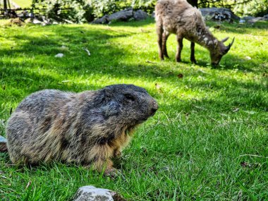 Bielefeld 'deki Marmot otlağında. Yüksek kalite fotoğraf