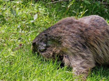 Bielefeld 'deki Marmot otlağında. Yüksek kalite fotoğraf