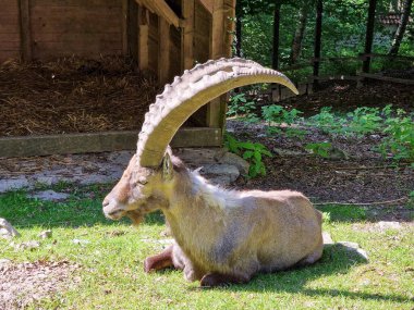 Çimlerde oturan kocaman boynuzlu dağ keçisi. Yüksek kalite fotoğraf