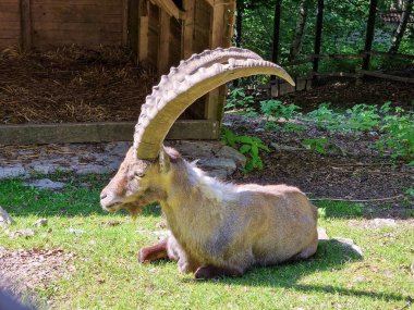 Çimlerde oturan kocaman boynuzlu dağ keçisi. Yüksek kalite fotoğraf