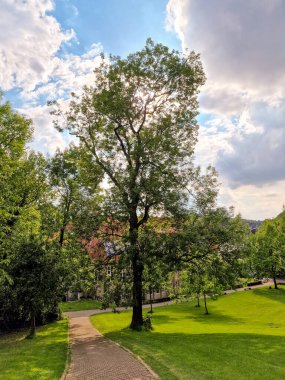 Sparrenburg Bielefeld ağacı güzel gökyüzü olan bir çayırda. Yüksek kalite fotoğraf