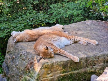 Bielefeld 'de bir taşın üzerinde yatan iki vaşak. Yüksek kalite fotoğraf