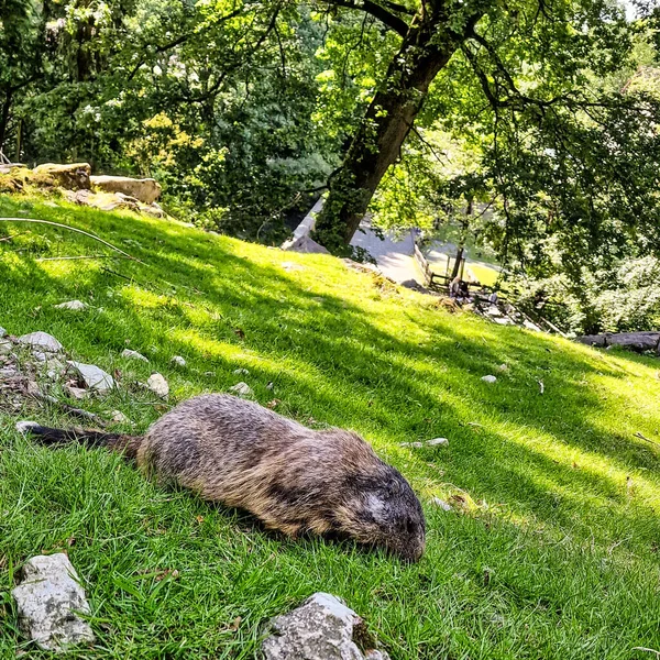 Marmot Bielefeld Padang Rumput Hijau Foto Berkualitas Tinggi — Stok Foto