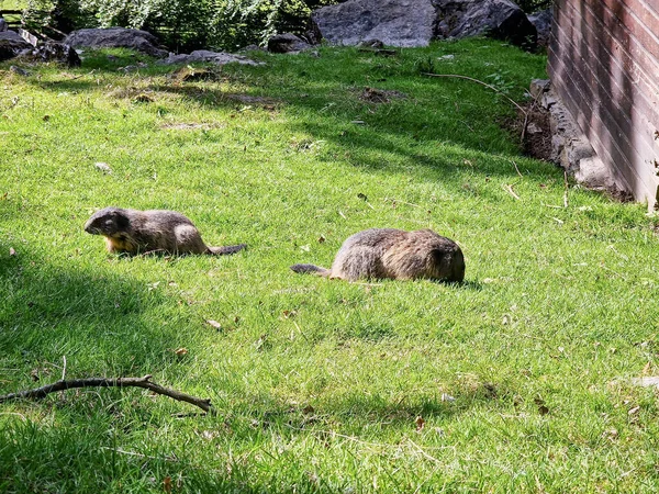 Δύο Marmots Στο Bielefeld Ένα Πράσινο Λιβάδι Υψηλής Ποιότητας Φωτογραφία — Φωτογραφία Αρχείου