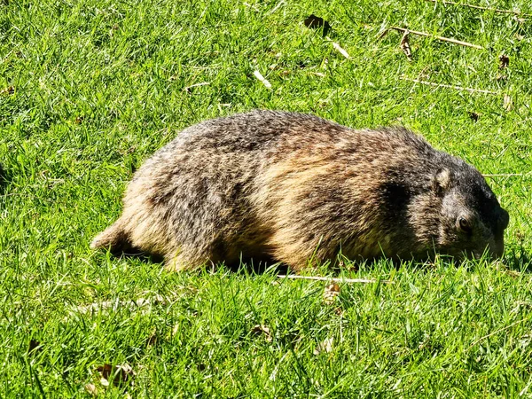 Marmot Bielefeld Green Meadow High Quality Photo — Stock Photo, Image