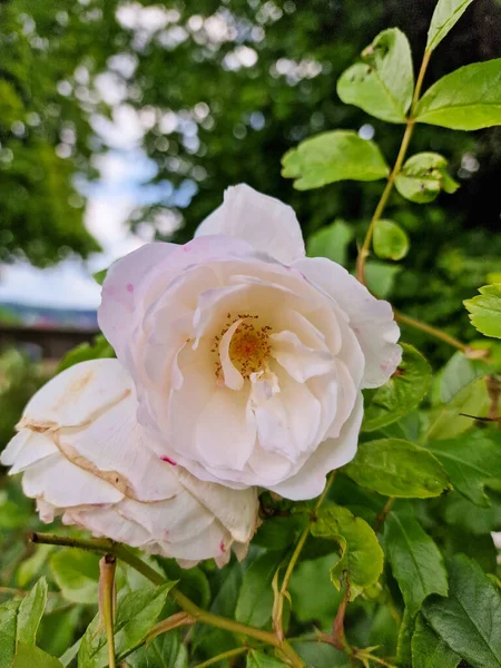 Piękna Biała Róża Zielonymi Liśćmi Sparrenburg Bielefeld Wysokiej Jakości Zdjęcie — Zdjęcie stockowe