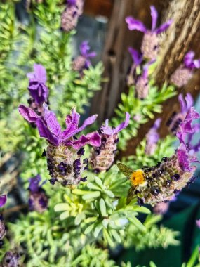 Mor çiçekte yaban arısı portresi. Yüksek kalite fotoğraf