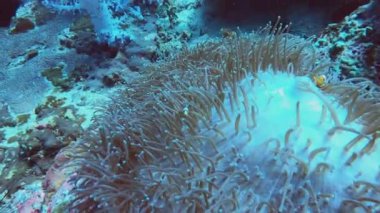Renkli mercan resifi sualtı dünyası dalış noktası Tayland ve koh lipe 'de Nemo palyaço şakayığı balığı. Yüksek kalite 4k görüntü