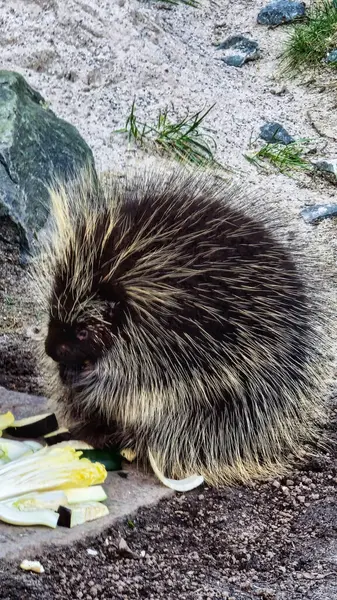 Ağaç çivisi Urson Erethizon dorsatum 'u çatı altında sebze yerken yere çaktı. Yüksek kalite fotoğraf