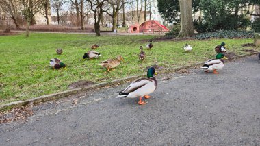 Hannover Maschpark 'taki çayırda yemek yiyen güzel ördekler. Yüksek kalite fotoğraf