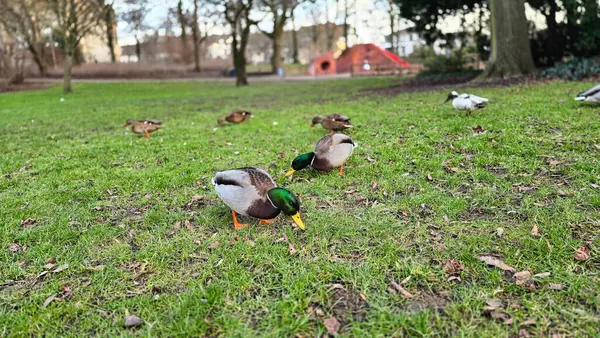 Hannover Maschpark 'taki çayırda yemek yiyen güzel ördekler. Yüksek kalite fotoğraf