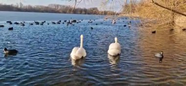 Hanover 2024 'te Meschsee' de gün ışığında yüzen birçok kaz ve ördek var. Yüksek kaliteli FullHD görüntüler