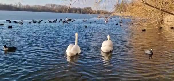 Banyak Angsa Dan Bebek Berenang Bawah Sinar Matahari Meschsee Hanover — Stok Video