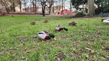 Hannover Maschpark 'taki çayırda yemek yiyen güzel ördekler. Yüksek kalite fotoğraf