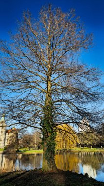 Hanover Maschpark göl suyunda güzel bir ağaç yansıması olan dev bir ağaç. Yüksek kalite fotoğraf