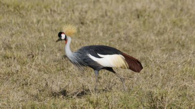 Güney Afrika Turna Vahşi Hayatı Ngorongoro kraterinin ulusal parkı Afrika Tanzanya. Yüksek kalite fotoğraf