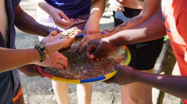 Farklı kahverengi ve siyah tonlarda kavrulmuş kahve çekirdekleri ve uluslararası eller, Afrika Kilimanjaro-Tanzanya kahvesi. Yüksek kalite fotoğraf