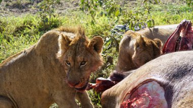 Genç erkek aslan yelesi onun ganimet Ngorongoro krater ulusal park Afrika Tanzanya yer. Yüksek kalite fotoğraf