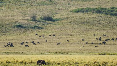 Ngorongoro krateri, vahşi yaşam hayvanları Afrika Tanzanya ile ulusal park panoraması. Yüksek kalite fotoğraf