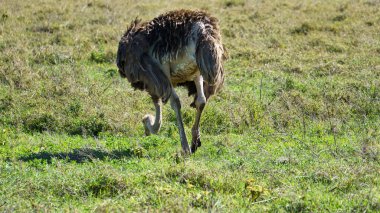 Devekuşu Ngorongoro krateri ulusal park Afrika Tanzanya. Yüksek kalite fotoğraf
