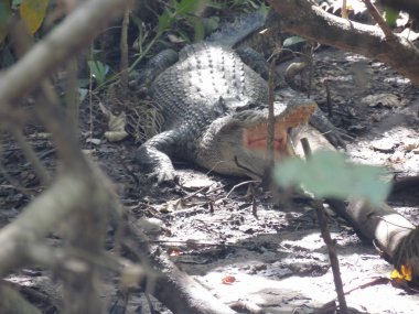 Timsah yağmur ormanları Kuranda nehri Avustralya Cairns Tropik Kuzey Queensland. Yüksek kalite fotoğraf