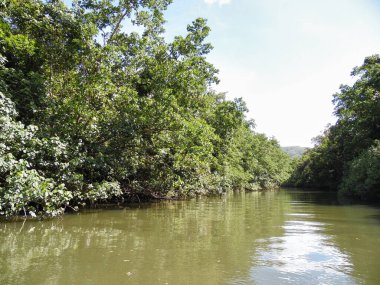 Yağmur ormanları Kuranda nehir timsahı Avustralya Cairns Tropik Kuzey Queensland. Yüksek kalite fotoğraf